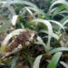 A pufferfish in seagrass at Florida Keys National Marine Sanctuary (National Marine Sanctuaries, Public domain, via Wikimedia Commons)