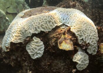 A bleached mound of coral at the Cheeca Rocks monitoring site in the Florida Keys National Marine Sanctuary that had been previously tagged shows the coral skeleton. (Credit: NOAA AOML)