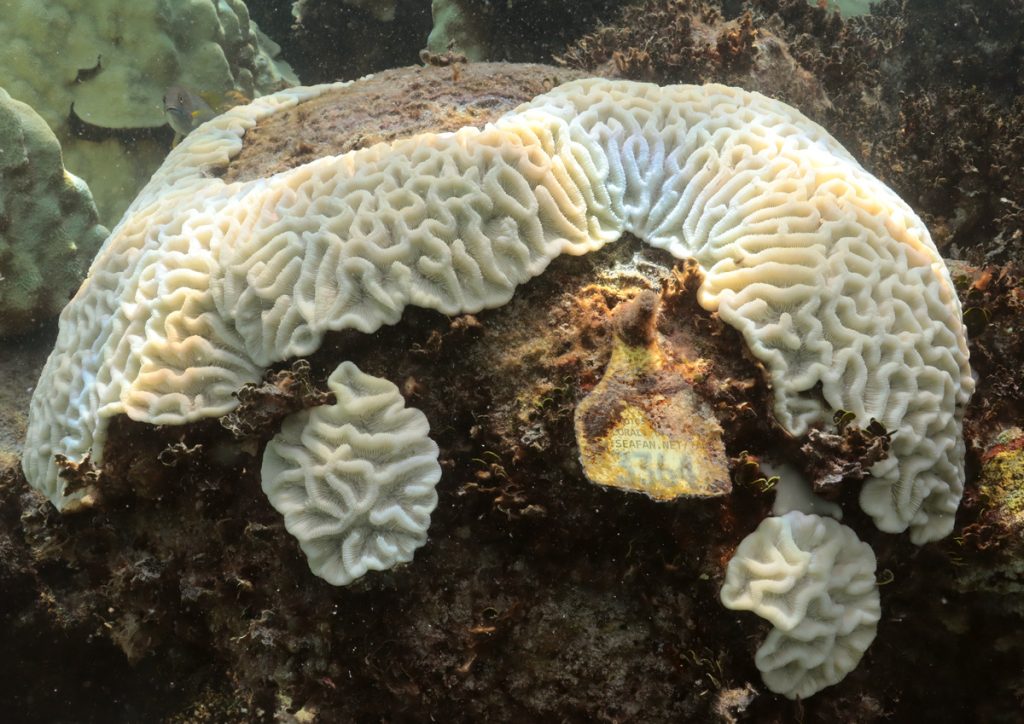 A bleached mound of coral at the Cheeca Rocks monitoring site in the Florida Keys National Marine Sanctuary that had been previously tagged shows the coral skeleton. (Credit: NOAA AOML)