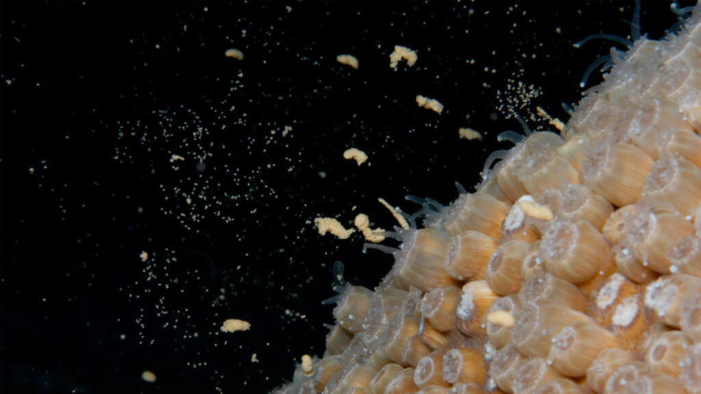 Coral spawning at Flower Garden Banks National Marine Sanctuary (National Marine Sanctuaries, Public domain, via Wikimedia Commons)