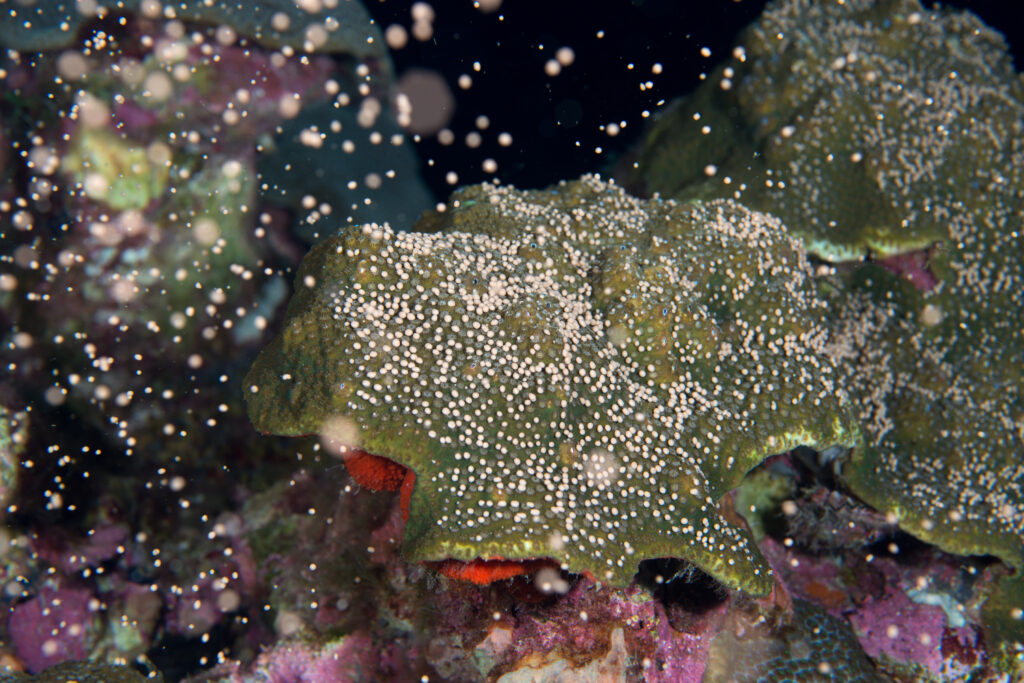 Looking something like a burst of celebratory confetti, corals like this one spawn within Flower Garden Banks National Marine Sanctuary each year, releasing hundreds of gametes into the water. (National Marine Sanctuaries, Public domain, via Wikimedia Commons)
