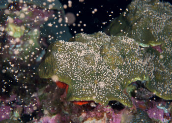 Looking something like a burst of celebratory confetti, corals like this one spawn within Flower Garden Banks National Marine Sanctuary each year, releasing hundreds of gametes into the water. (National Marine Sanctuaries, Public domain, via Wikimedia Commons)