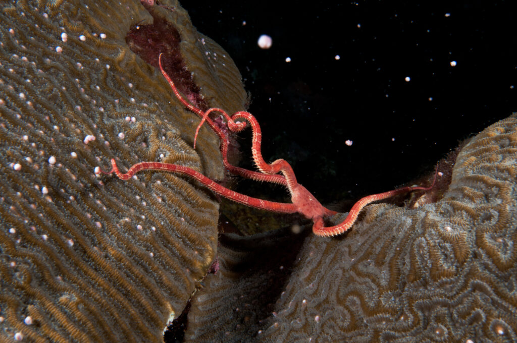 Corals spawning around a ruby brittle star at Flower Garden Banks National Marine Sanctuary. (National Marine Sanctuaries, Public domain, via Wikimedia Commons)