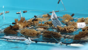 Elkhorn coral fragments rescued from overheating ocean nurseries sit in cooler water at Keys Marine Laboratory. (Credit: NOAA)