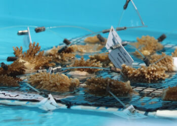 Elkhorn coral fragments rescued from overheating ocean nurseries sit in cooler water at Keys Marine Laboratory. (Credit: NOAA)