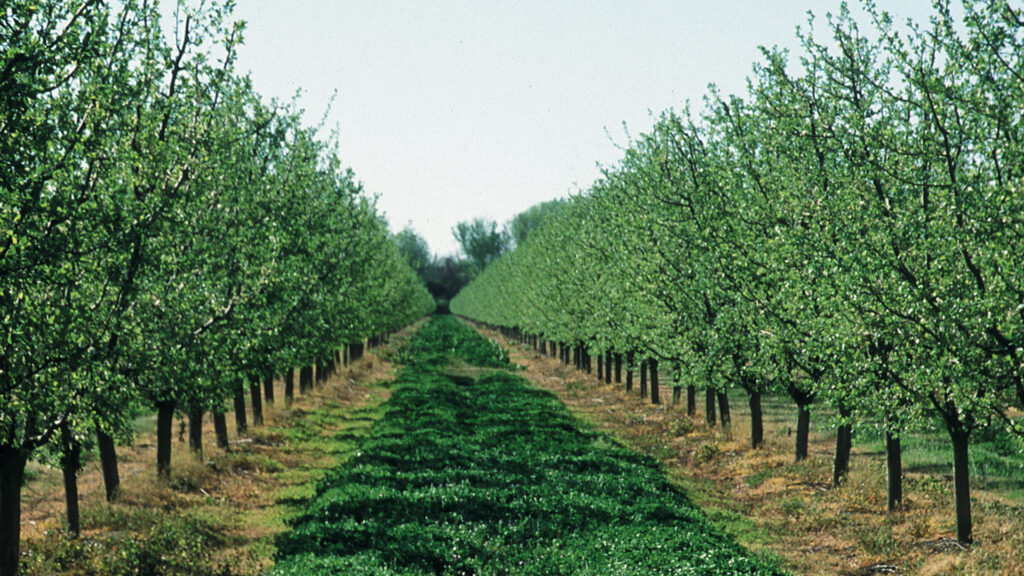 Cover crops in an orchard reduce soil erosion. (Gary Kramer/USDA Natural Resources Conservation Service, via Wikimedia Commons)