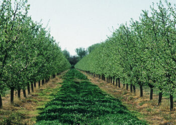 Cover crops in an orchard reduce soil erosion. (Gary Kramer/USDA Natural Resources Conservation Service, via Wikimedia Commons)