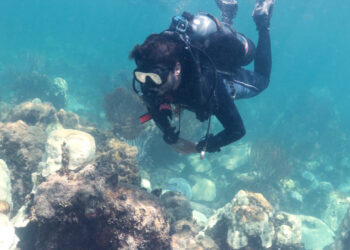 A diver observes coral bleaching in Florida Keys National Marine Sanctuary. (Credit: NOAA’s Atlantic Oceanographic & Meteorological Lab)