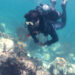 A diver observes coral bleaching in Florida Keys National Marine Sanctuary. (Credit: NOAA’s Atlantic Oceanographic & Meteorological Lab)