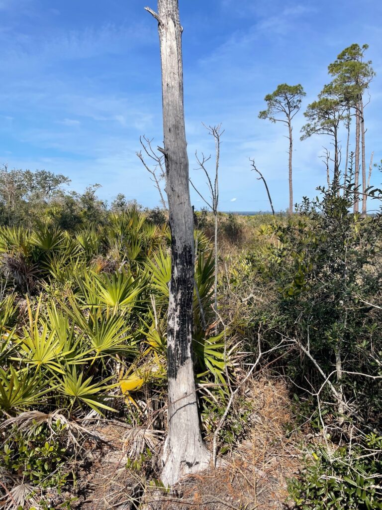 A tree with signs of fire damage contrasts with the low-growing regrowth around it. (Carrie Stevenson, UF/IFAS Extension)