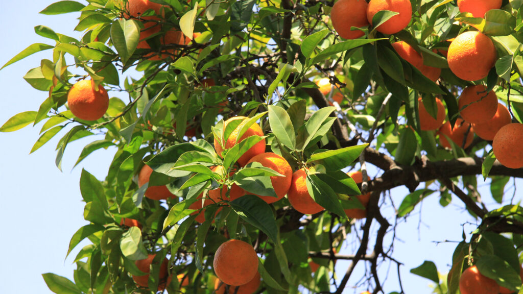 An orange tree (Steven Pavlov, CC BY-SA 4.0, via Wikimedia Commons)