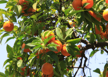 An orange tree (Steven Pavlov, CC BY-SA 4.0, via Wikimedia Commons)