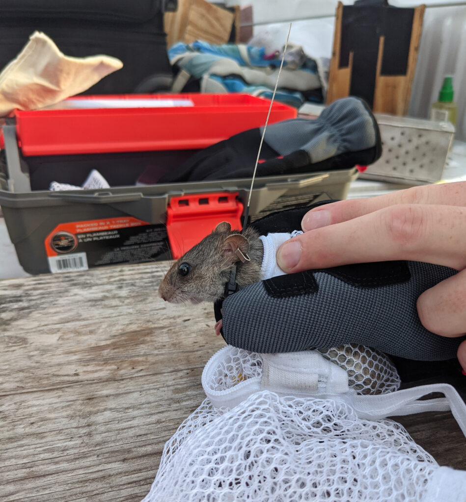 A silver rice rat fitted with a telemetry collar before release. (Photo courtesy of Paul Taillie)