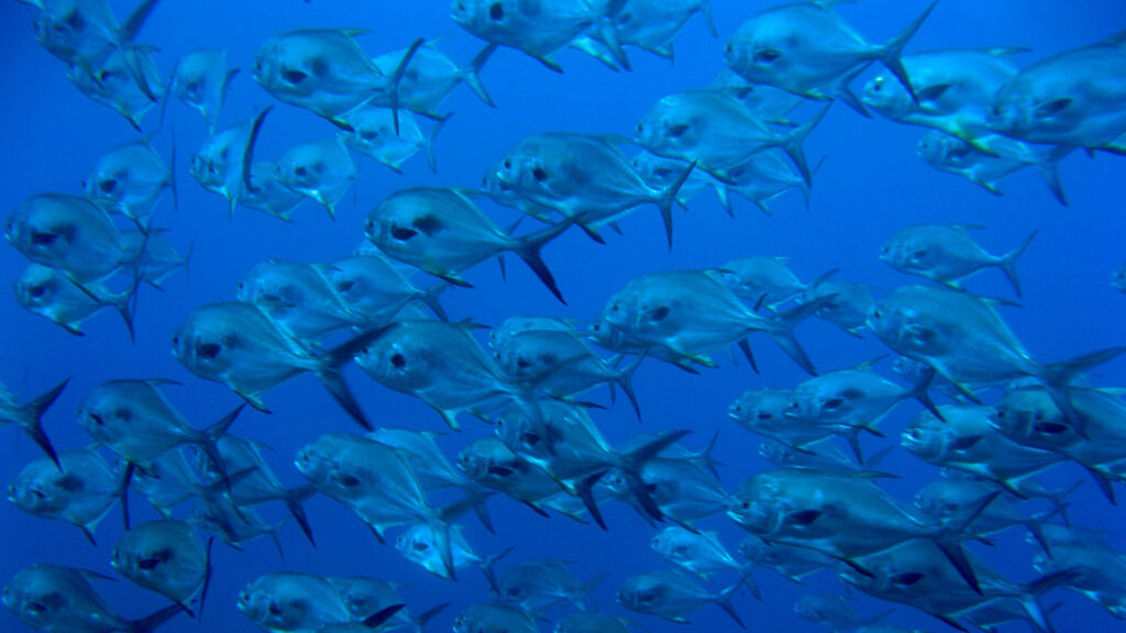 A school of permit fish. (NOAA's National Ocean Service, via flickr)