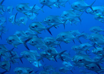 A school of permit fish. (NOAA's National Ocean Service, via flickr)