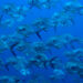 A school of permit fish. (NOAA's National Ocean Service, via flickr)