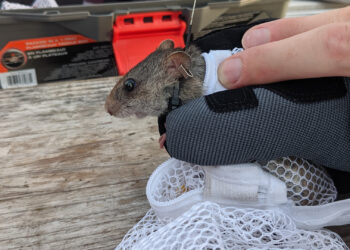 A silver rice rat fitted with a telemetry collar before release. (Photo courtesy of Paul Taillie)