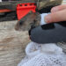 A silver rice rat fitted with a telemetry collar before release. (Photo courtesy of Paul Taillie)