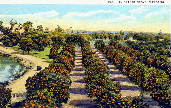 A postcard dated 1925 shows an orange grove in Florida. (State Library and Archives of Florida/Wikimedia)