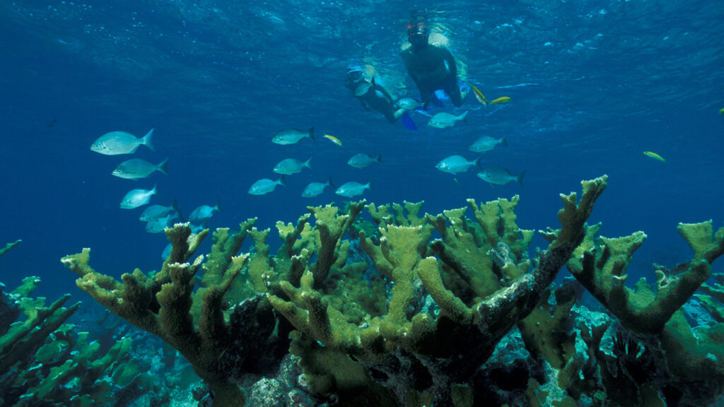 Snorkelers explore a coral reef in Biscayne National Park, south of PortMiami. (National Park Service Digital Image Archives, Public domain, via Wikimedia Commons)