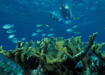 Snorkelers explore a coral reef in Biscayne National Park, south of PortMiami. (National Park Service Digital Image Archives, Public domain, via Wikimedia Commons)