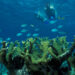 Snorkelers explore a coral reef in Biscayne National Park, south of PortMiami. (National Park Service Digital Image Archives, Public domain, via Wikimedia Commons)