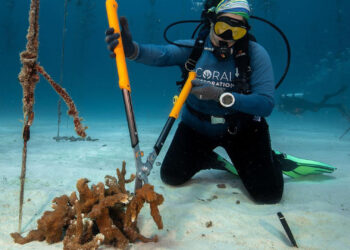 Work is done on a project of the Coral Restoration Foundation. (Photo courtesy of Coral Restoration Foundation)