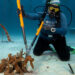 Work is done on a project of the Coral Restoration Foundation. (Photo courtesy of Coral Restoration Foundation)