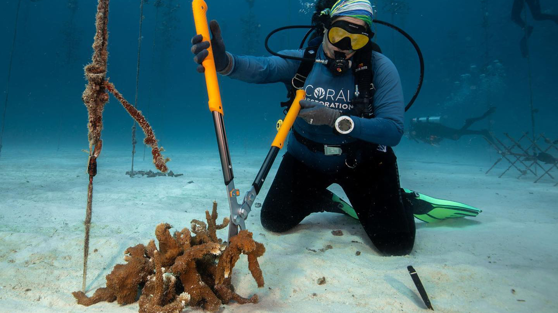 Work is done on a project of the Coral Restoration Foundation. (Photo courtesy of Coral Restoration Foundation)
