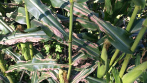 Northern corn leaf blight (Chroanch, CC BY-SA 4.0, via Wikimedia Commons)