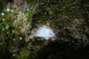 Algonside mermaid’s wineglass and green feather algae, a curlique anemone shows signs of stress due to warming water temperatures in the Florida Bay. (Gabriela Tejeda)