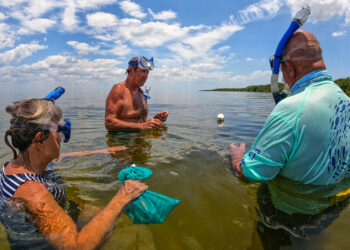 Eyes on Seagrass volunteers conduct surveys in 2021. (Courtesy Heal Our Harbor)