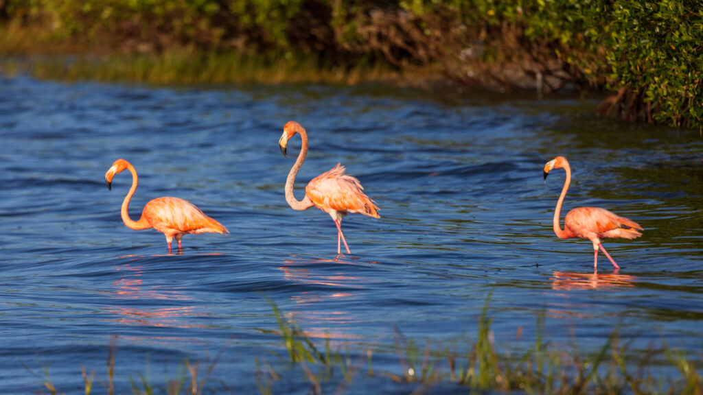 American flamingos visit the Gulf coast of Florida after Hurricane Idalia. (Matthew Paulson, CC BY-NC-ND 2.0, via flickr)