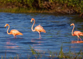 American flamingos visit the Gulf coast of Florida after Hurricane Idalia. (Matthew Paulson, CC BY-NC-ND 2.0, via flickr)