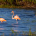 American flamingos visit the Gulf coast of Florida after Hurricane Idalia. (Matthew Paulson, CC BY-NC-ND 2.0, via flickr)