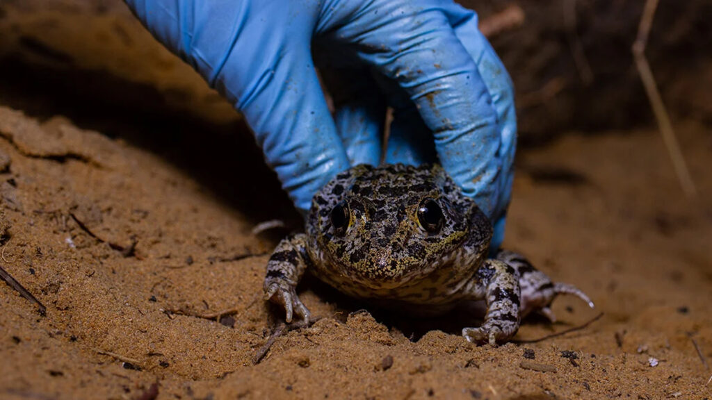 Florida gopher frogs, a threatened species which live in gopher tortoise burrows, had the highest Perkinsea disease prevalence and intensity of the frogs sampled. (UCF)