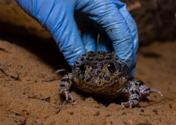 Florida gopher frogs, a threatened species which live in gopher tortoise burrows, had the highest Perkinsea disease prevalence and intensity of the frogs sampled. (UCF)