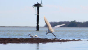 A great egret flying to Florida Bay as a pair of ibises forage along the shore and an osprey looks on from its nest. (RobertJBanach, CC BY-SA 4.0, via Wikimedia Commons)