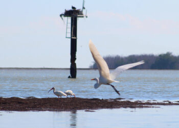 A great egret flying to Florida Bay as a pair of ibises forage along the shore and an osprey looks on from its nest. (RobertJBanach, CC BY-SA 4.0, via Wikimedia Commons)