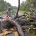 Members of the Florida National Guard's 868 Engineer Company use chainsaws to cut a tree knocked in the road by Hurricane Idalia in Suwanee County, (The National Guard, CC BY 2.0, via Wikimedia Commons)