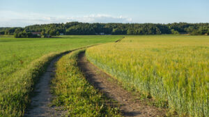 A field with mixed intercropping of oat and rye. The track by the field is abundant with broadleaf plantain. (W.carter, CC0, via Wikimedia Commons)