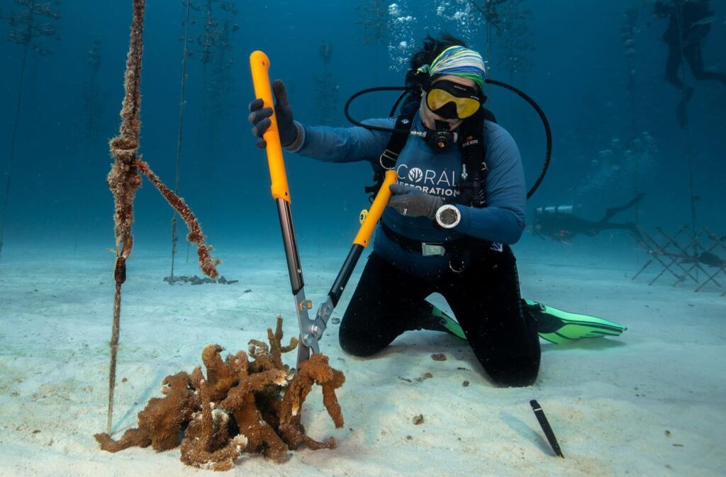 Work is done on a project of the Coral Restoration Foundation. (Photo courtesy of Coral Restoration Foundation)