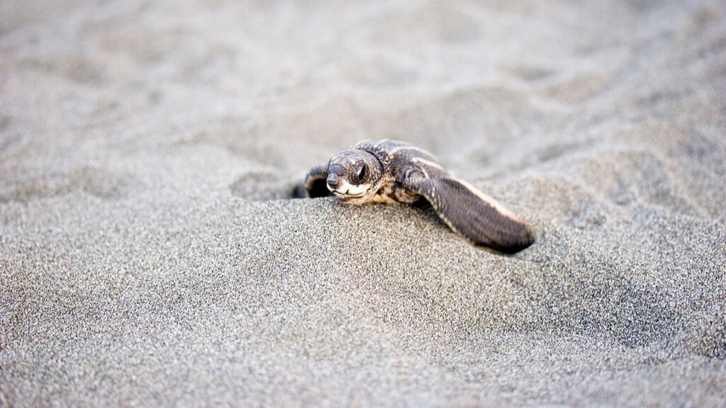 A leatherback sea turtle hatchling (jimmyweee, CC BY 2.0, via Wikimedia Commons)