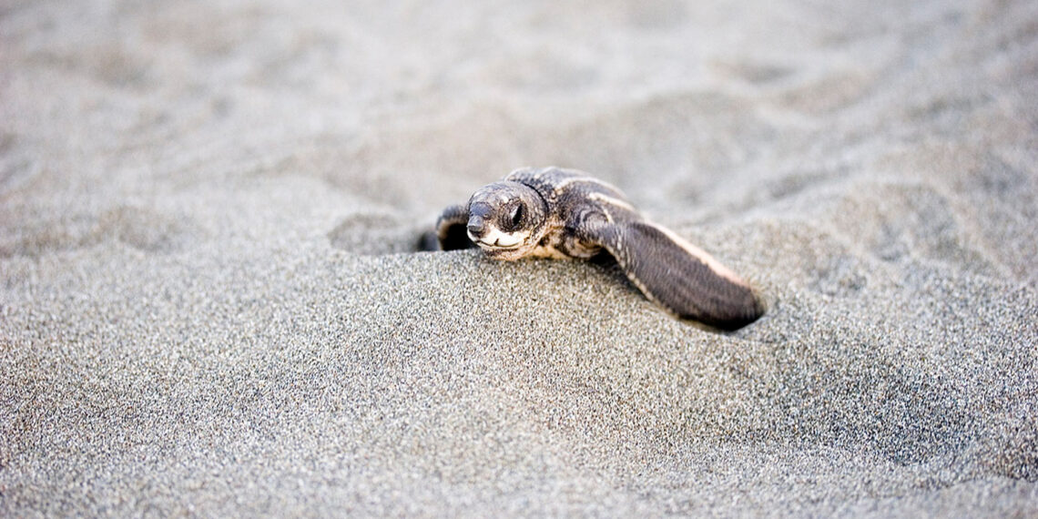 A leatherback sea turtle hatchling (jimmyweee, CC BY 2.0, via Wikimedia Commons)