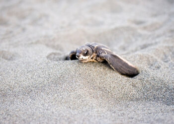 A leatherback sea turtle hatchling (jimmyweee, CC BY 2.0, via Wikimedia Commons)