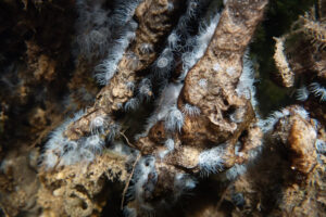 Dead sponges and bleached anemones hang on red mangrove roots in Florida Bay. (Gabriela Tejeda)