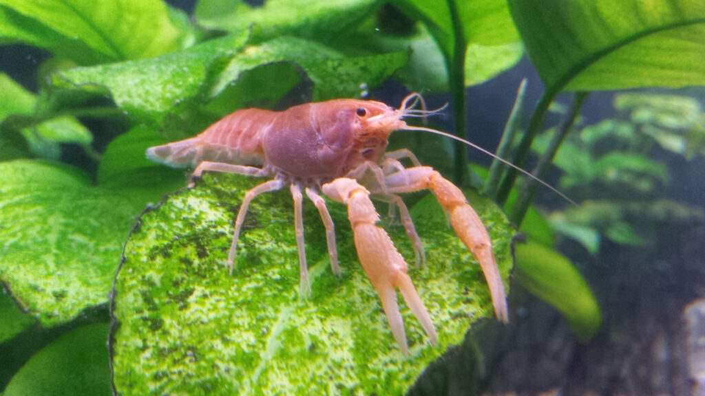 Miami cave crayfish (Adam G. Stern, CC BY-SA 4.0, edited for size, via Wikimedia Commons)