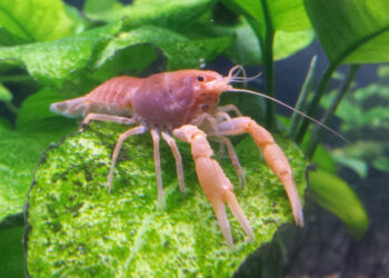 Miami cave crayfish (Adam G. Stern, CC BY-SA 4.0, edited for size, via Wikimedia Commons)