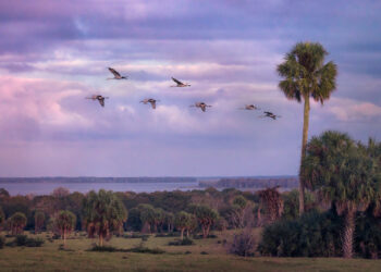 The Orange Lake Overlook south of McIntosh on U.S. 441, one of the properties protected by the Alachua Conservation Trust (Kim Davidson photo courtesy of ACT)