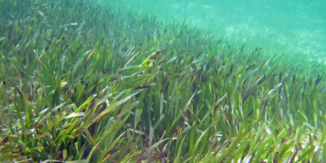 Seagrass (James St. John, CC BY 2.0, via Wikimedia Commons)